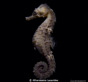 Title: "Majestic" Name of species: Hippocampus hippocampu... by Athanassios Lazarides 